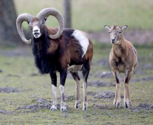 आर्गली (Argali)
