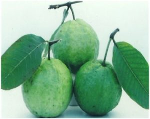 Read more about the article पेरू (Guava)