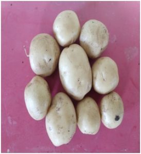 बटाटा (Potato)