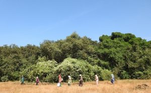 Read more about the article देवराईचे पुनरुज्जीवन (Regeneration of Sacred Groves)