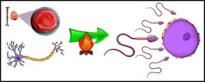 शुक्रधातु (Shukra Dhatu)