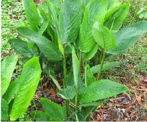 आरारूट (Arrowroot)