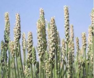 इसबगोल (Blonde psyllium)