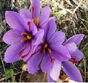 केशर (saffron)