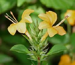 कोरांटी (Porcupine Flower)