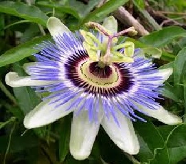 कृष्णकमळ (Passion flower)