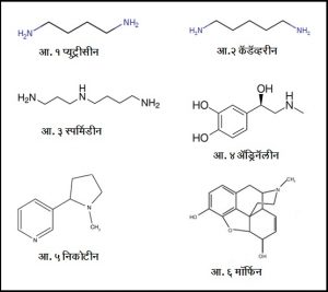 अल्कलॉइडे (Alkaloides)