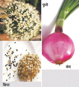 Read more about the article कांदा (Onion)