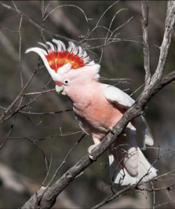 Read more about the article काकाकुवा (Cockatoo)