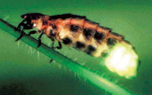 काजवा (Fire fly)