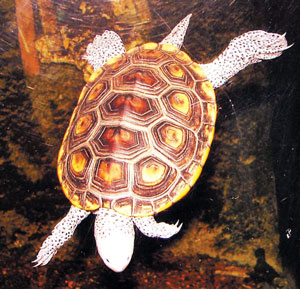 Read more about the article कासव (Tortoise)