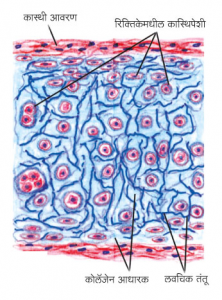 Read more about the article कास्थी (Cartilage)