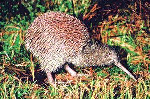 Read more about the article किवी (Kiwi)