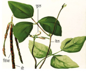 Read more about the article कुळीथ (Horse gram)