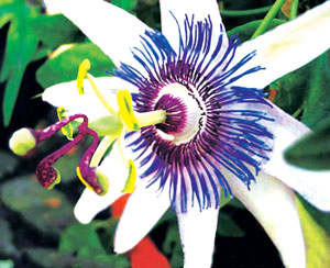 कृष्णकमळ (Passion flower)