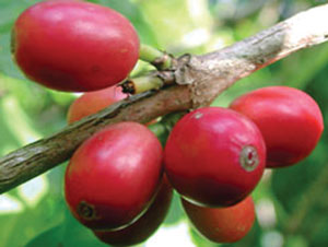 Read more about the article कॉफी (Coffee)