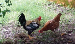 Read more about the article कोंबडा (Cock)