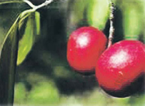 Read more about the article कोकम (Kokam butter tree)