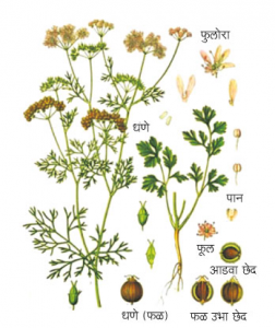 Read more about the article कोथिंबीर (Coriander)
