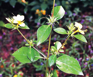 Read more about the article कोरांटी (Porcupine flower)