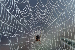 कोळी (Spider)