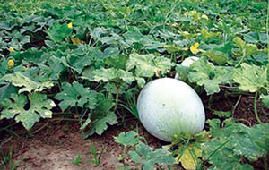 कोहळा (Ash gourd)
