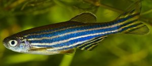 Read more about the article झीब्रा मासा (Zebra fish)