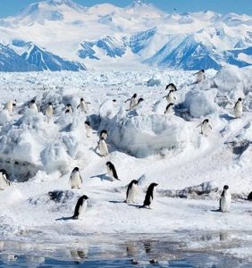 Read more about the article टंड्रा परिसंस्था (Tundra ecosystem)