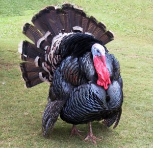 टर्की (Turkey)