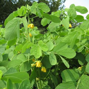 Read more about the article टाकळा (Foetid cassia)