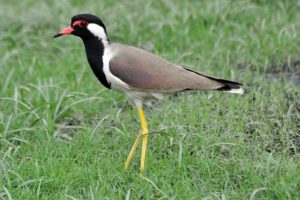 टिटवी (Lapwing)
