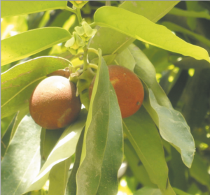 Read more about the article टेमरू (Malabar ebony)