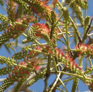 टोकफळ (Pink cedar)