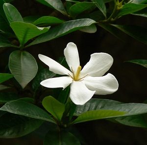 डिकेमाली (Gummy gardenia)