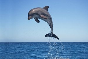 Read more about the article डॉल्फिन (Dolphin)