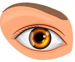 Read more about the article डोळा (Eye)