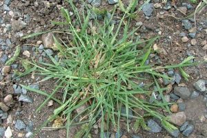 Read more about the article तण (Weed)