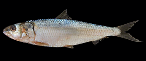 तरळी (Oil sardine)