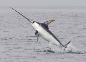 Read more about the article तलवार मासा ( Sword fish)