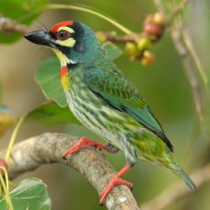 तांबट (Coppersmith barbet)