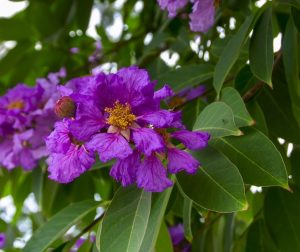 Read more about the article तामण (Queens flower)