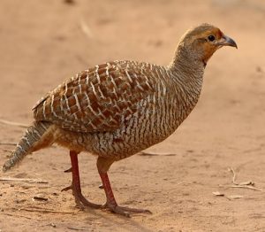 तितर (Partridge)