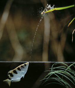 तिरंदाज मासा (Archer fish)