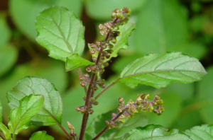 Read more about the article तुळस (Sacred basil)