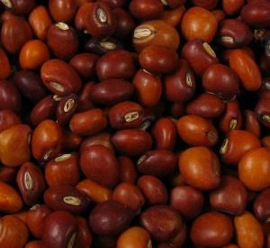 Read more about the article तूर (Pigeon pea)