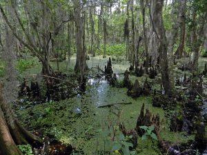 Read more about the article दलदल परिसंस्था (Swamp ecosystem)