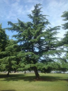 Read more about the article देवदार (Deodar)