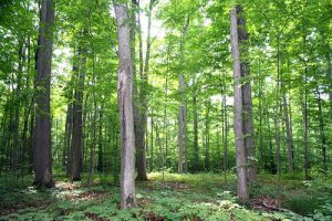 Read more about the article देवराई (Sacred grove)