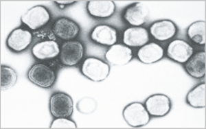 Read more about the article देवी (Smallpox)