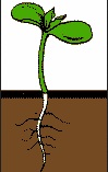 द्विदलिकित वनस्पती (Dicotyledonous plant)
